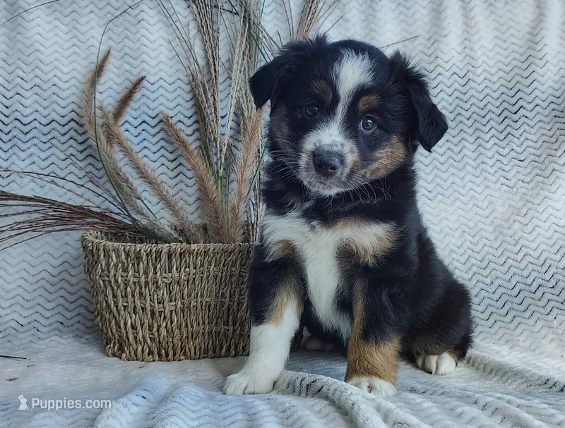Shadow  – Miniature Australian Shepherd puppy for sale in Fredericksburg, OH