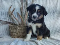 Shadow , a male Miniature Australian Shepherd for sale in Fredericksburg, OH – 2 of 4
