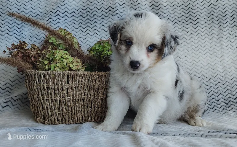 Skye – Miniature Australian Shepherd puppy for sale in Fredericksburg, OH