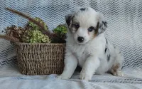 Skye, a female Miniature Australian Shepherd for sale in Fredericksburg, OH – 1 of 7