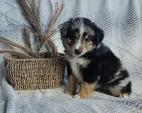 Ozzy , a male Miniature Australian Shepherd for sale in Fredericksburg, OH – 2 of 6