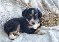 Finn, a male Miniature Australian Shepherd for sale in Fredericksburg, OH – 5 of 6