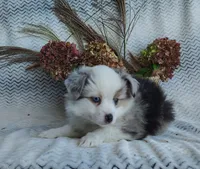 Bluebelle, a female Miniature Australian Shepherd for sale in Fredericksburg, OH – 2 of 5