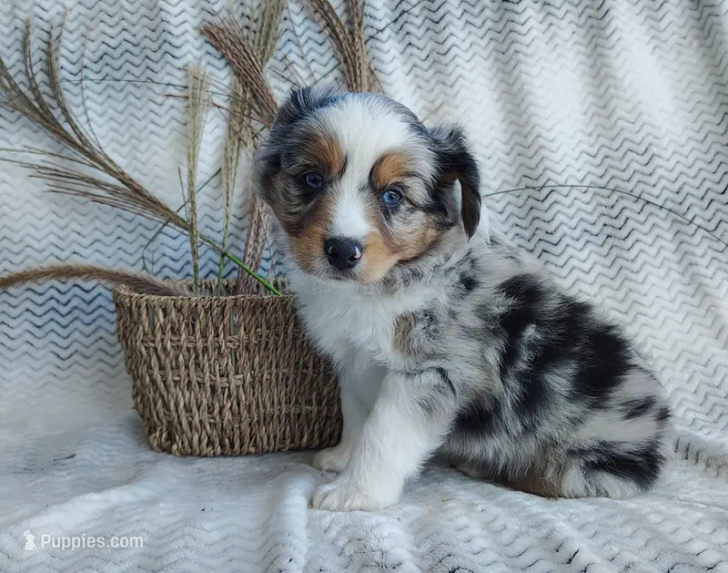 Pebbles  – Miniature Australian Shepherd puppy for sale in Fredericksburg, OH