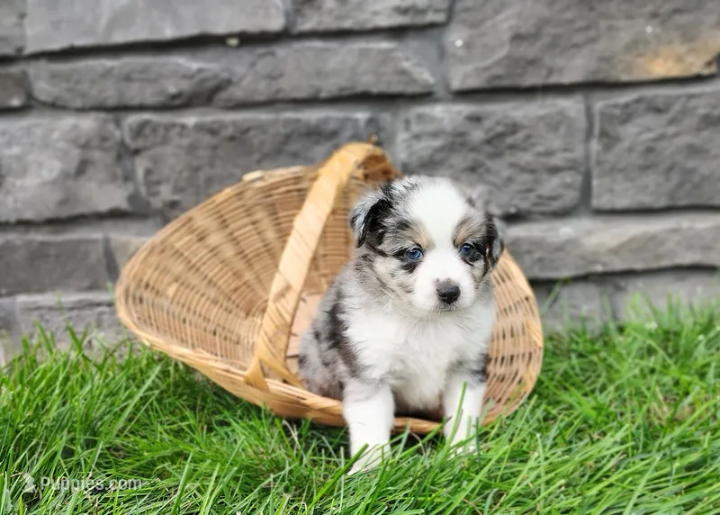 Ash  – Miniature Australian Shepherd puppy for sale in Fredericksburg, OH