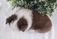 Rusty, a male Miniature Australian Shepherd for sale in Fredericksburg, OH – Photo 5 of 5