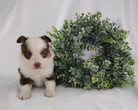 Rusty, a male Miniature Australian Shepherd for sale in Fredericksburg, OH – Photo 4 of 5