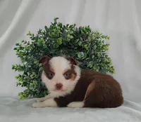 Rusty, a male Miniature Australian Shepherd for sale in Fredericksburg, OH – Photo 2 of 5