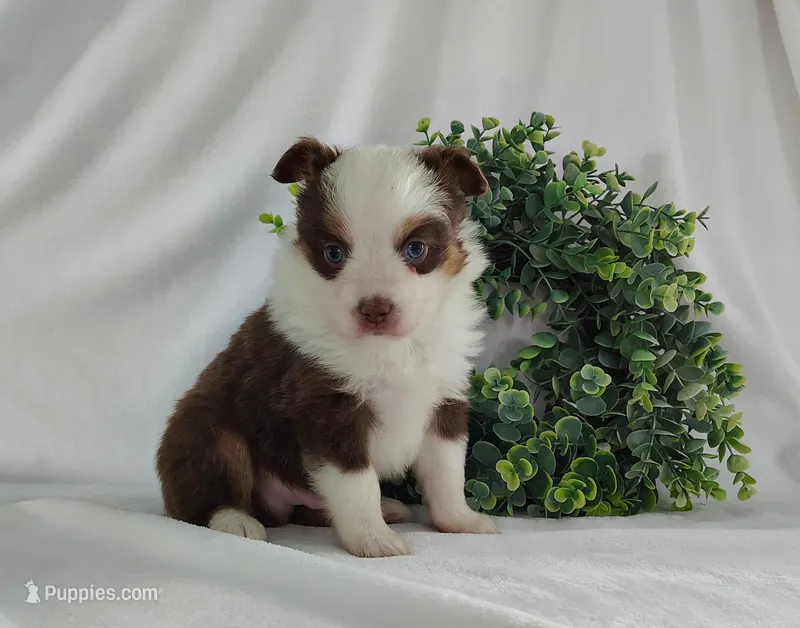 Rusty – Miniature Australian Shepherd puppy for sale in Fredericksburg, OH