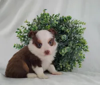 Rusty, a male Miniature Australian Shepherd for sale in Fredericksburg, OH – Photo 3 of 5