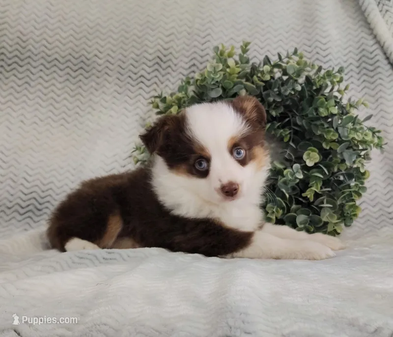 Rusty – Miniature Australian Shepherd puppy for sale in Fredericksburg, OH