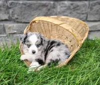 Ash , a male Miniature Australian Shepherd for sale in Fredericksburg, OH – 3 of 4