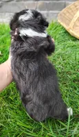Oreo , a male Miniature Australian Shepherd for sale in Fredericksburg, OH – 4 of 4