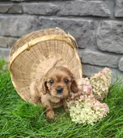 Willow , a female Cavalier King Charles Spaniel for sale in Fredericksburg, OH – 3 of 6