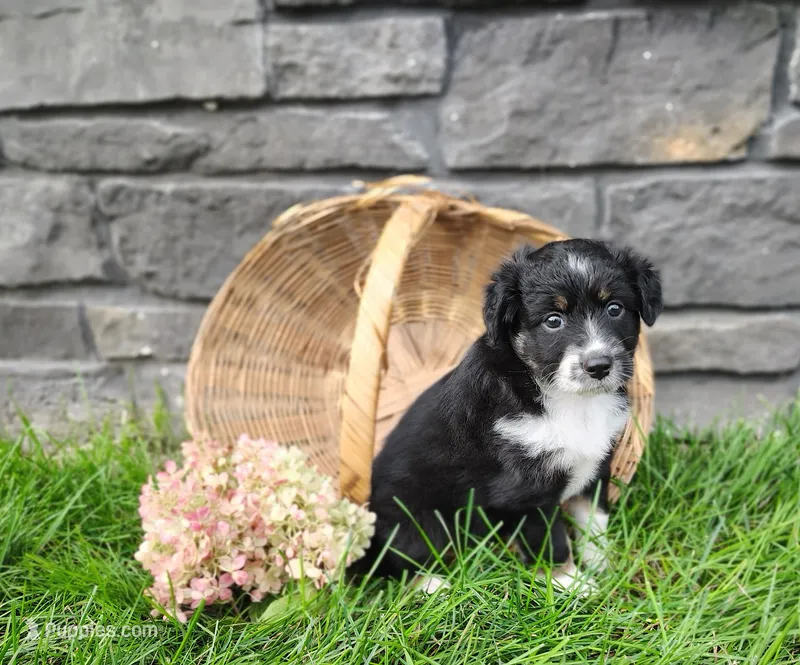 Pebbles  – Miniature Australian Shepherd puppy for sale in Fredericksburg, OH
