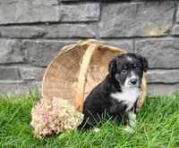 Pebbles , a female Miniature Australian Shepherd for sale in Fredericksburg, OH – 1 of 7