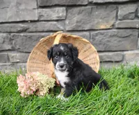 Pebbles , a female Miniature Australian Shepherd for sale in Fredericksburg, OH – 6 of 7