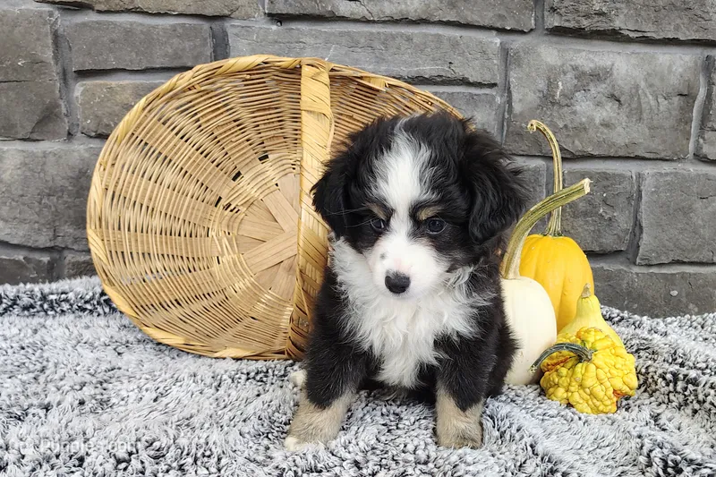 Oreo  – Miniature Australian Shepherd puppy for sale in Fredericksburg, OH