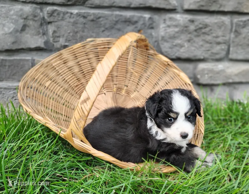 Oreo  – Miniature Australian Shepherd puppy for sale in Fredericksburg, OH