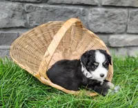 Oreo , a male Miniature Australian Shepherd for sale in Fredericksburg, OH – 1 of 4