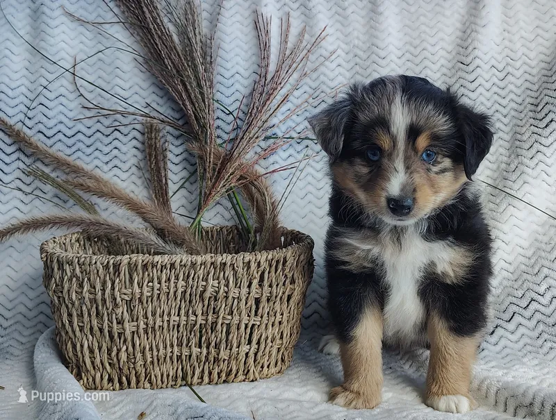 Ozzy  – Miniature Australian Shepherd puppy for sale in Fredericksburg, OH