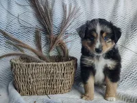 Ozzy , a male Miniature Australian Shepherd for sale in Fredericksburg, OH – 1 of 6