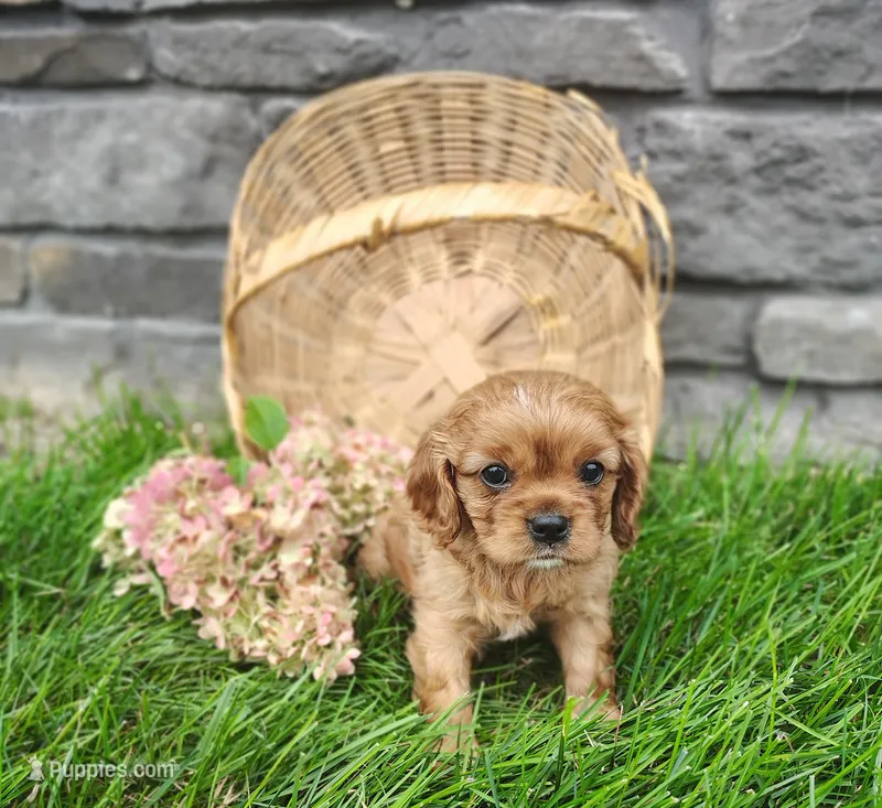 Willow  – Cavalier King Charles Spaniel puppy for sale in Fredericksburg, OH