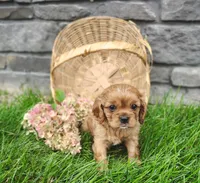 Willow , a female Cavalier King Charles Spaniel for sale in Fredericksburg, OH – 1 of 6