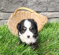 Oreo , a male Miniature Australian Shepherd for sale in Fredericksburg, OH – 2 of 4