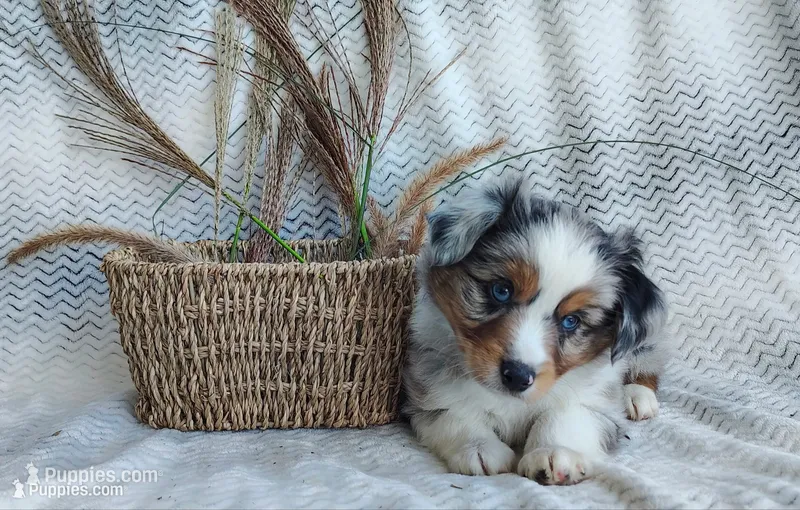 Pebbles  – Miniature Australian Shepherd puppy for sale in Fredericksburg, OH