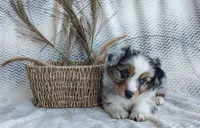 Pebbles , a male Miniature Australian Shepherd for sale in Fredericksburg, OH – 1 of 5