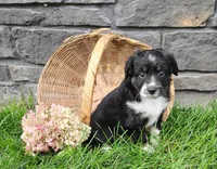Pebbles , a female Miniature Australian Shepherd for sale in Fredericksburg, OH – 2 of 7
