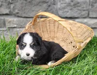 Oreo , a male Miniature Australian Shepherd for sale in Fredericksburg, OH – 3 of 4