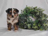 Ash , a male Miniature Australian Shepherd for sale in Fredericksburg, OH – Photo 2 of 4