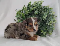 Ash , a male Miniature Australian Shepherd for sale in Fredericksburg, OH – Photo 4 of 4