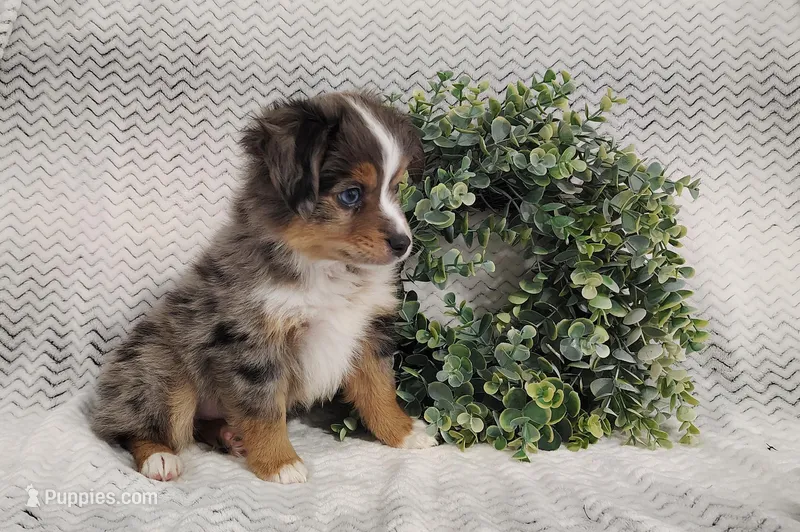 Ash  – Miniature Australian Shepherd puppy for sale in Fredericksburg, OH