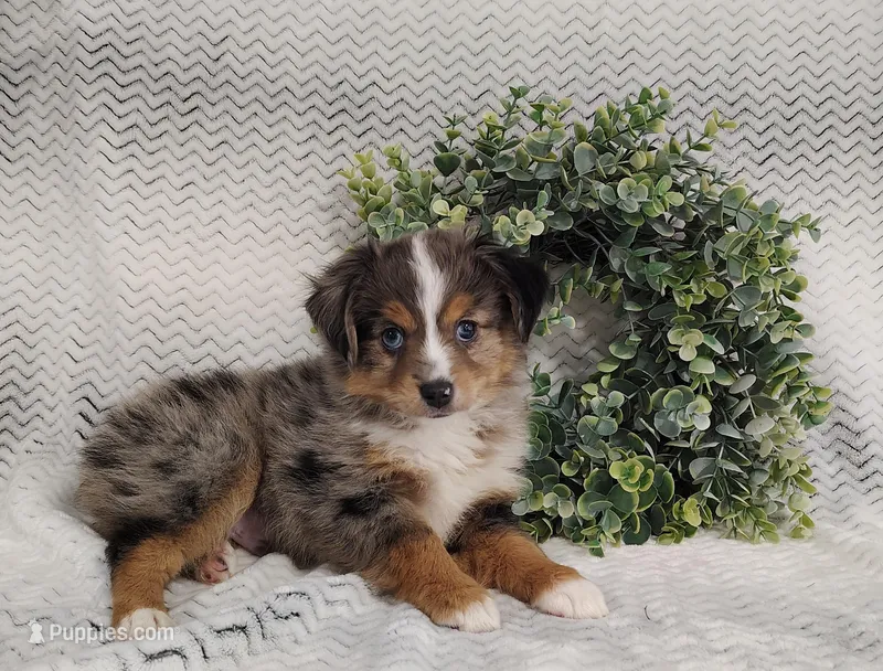 Ash  – Miniature Australian Shepherd puppy for sale in Fredericksburg, OH
