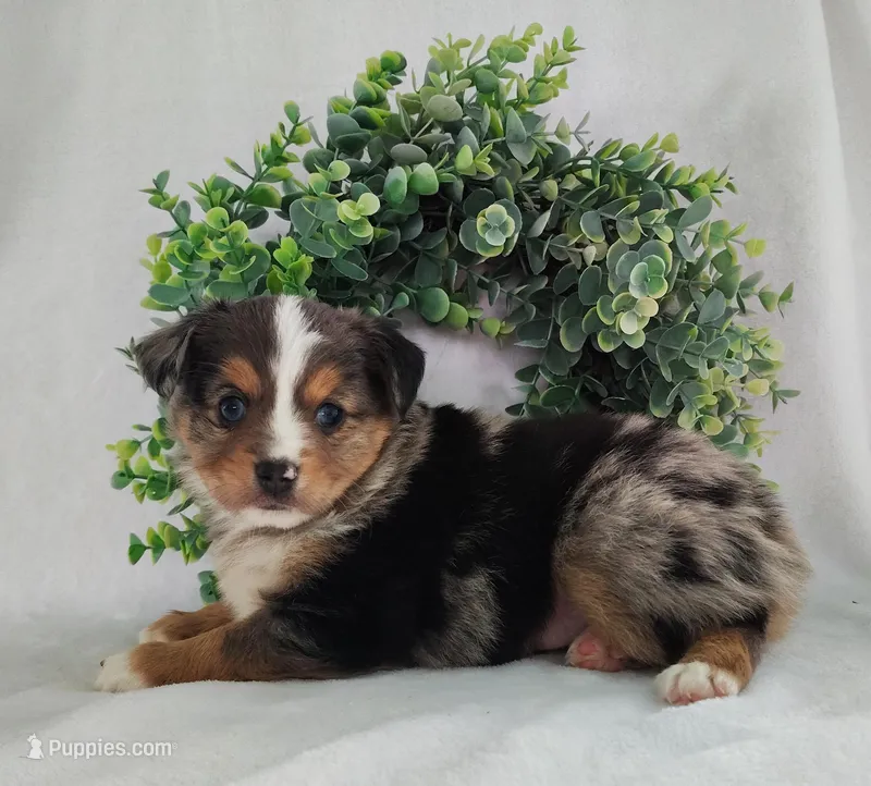 Ash  – Miniature Australian Shepherd puppy for sale in Fredericksburg, OH