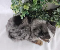 Ash , a male Miniature Australian Shepherd for sale in Fredericksburg, OH – Photo 3 of 4