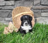 Pebbles , a female Miniature Australian Shepherd for sale in Fredericksburg, OH – 3 of 7