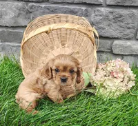 Willow , a female Cavalier King Charles Spaniel for sale in Fredericksburg, OH – 4 of 6