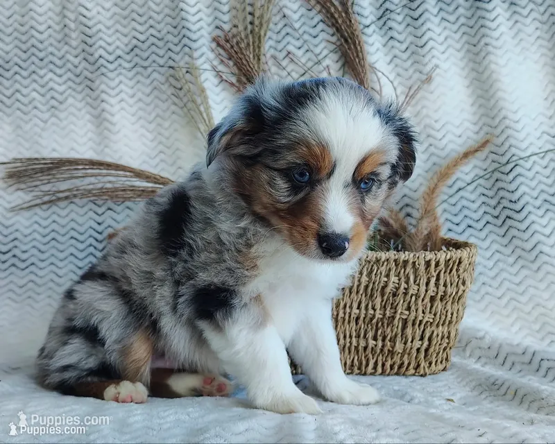 Pebbles  – Miniature Australian Shepherd puppy for sale in Fredericksburg, OH