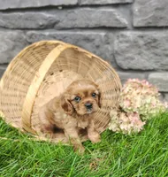 Willow , a female Cavalier King Charles Spaniel for sale in Fredericksburg, OH – 2 of 6