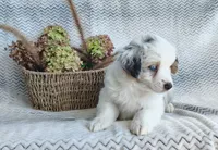 Skye, a female Miniature Australian Shepherd for sale in Fredericksburg, OH – 5 of 7