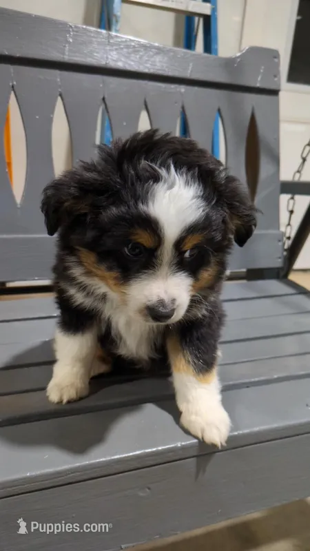 Oreo  – Miniature Australian Shepherd puppy for sale in Fredericksburg, OH