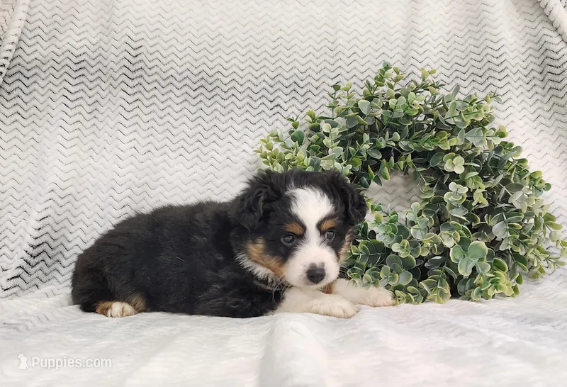 Oreo  – Miniature Australian Shepherd puppy for sale in Fredericksburg, OH