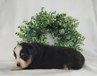 Oreo , a male Miniature Australian Shepherd for sale in Fredericksburg, OH – Photo 3 of 3