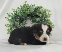 Oreo , a male Miniature Australian Shepherd for sale in Fredericksburg, OH – Photo 2 of 3