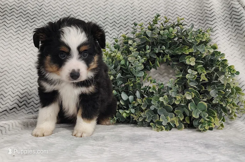 Oreo  – Miniature Australian Shepherd puppy for sale in Fredericksburg, OH