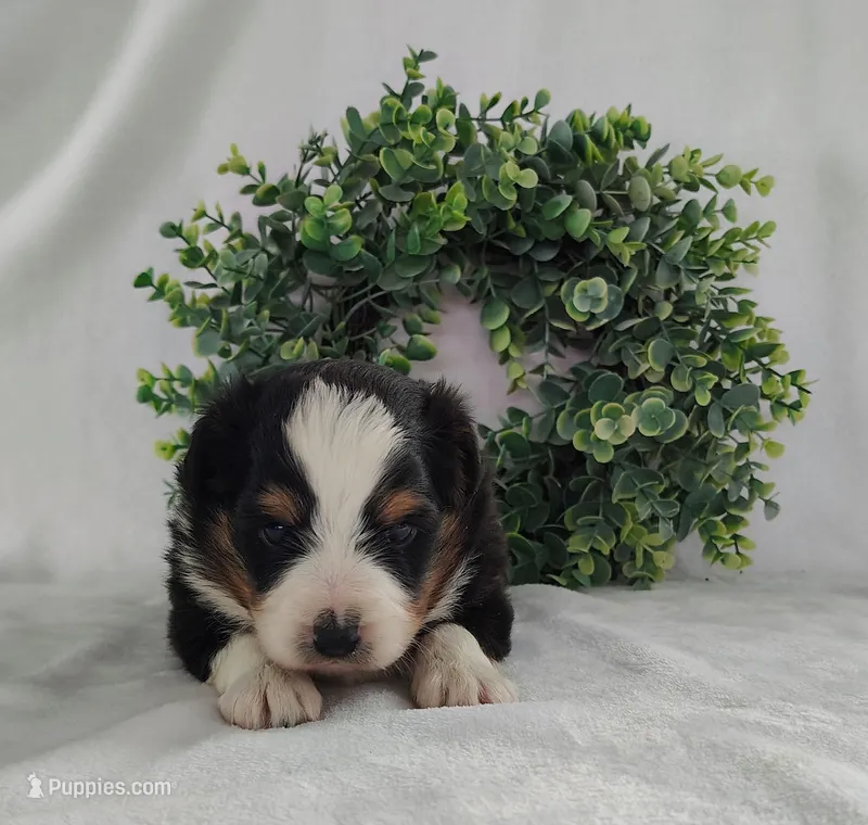 Oreo  – Miniature Australian Shepherd puppy for sale in Fredericksburg, OH